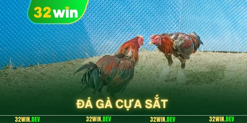 đá gà cựa sắt