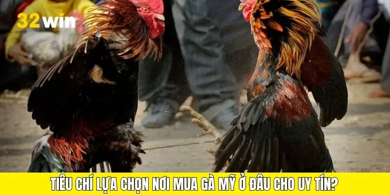 Tiêu chí lựa chọn nơi mua gà mỹ ở đâu cho uy tín?